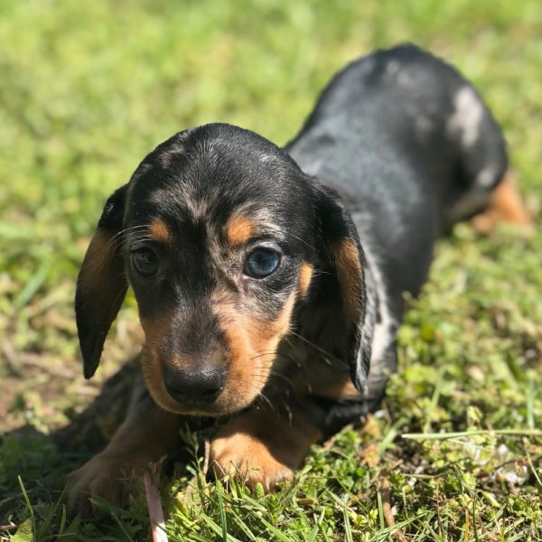 Mini Dachshund Puppy for Sale