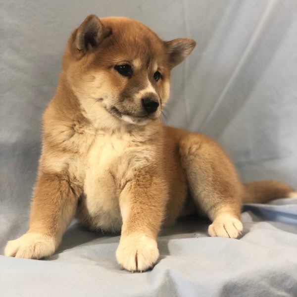 Shiba Inu Puppy for Sale