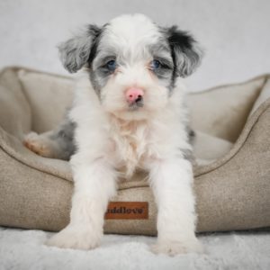 F1 Mini Aussiedoodle Puppy for Sale