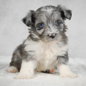 F1 Mini Aussiedoodle Puppy for Sale
