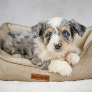 F1 Mini Aussiedoodle Puppy for Sale