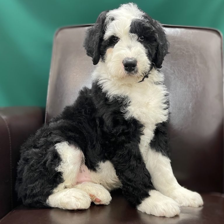 f1b sheepadoodle f1b sheepadoodle