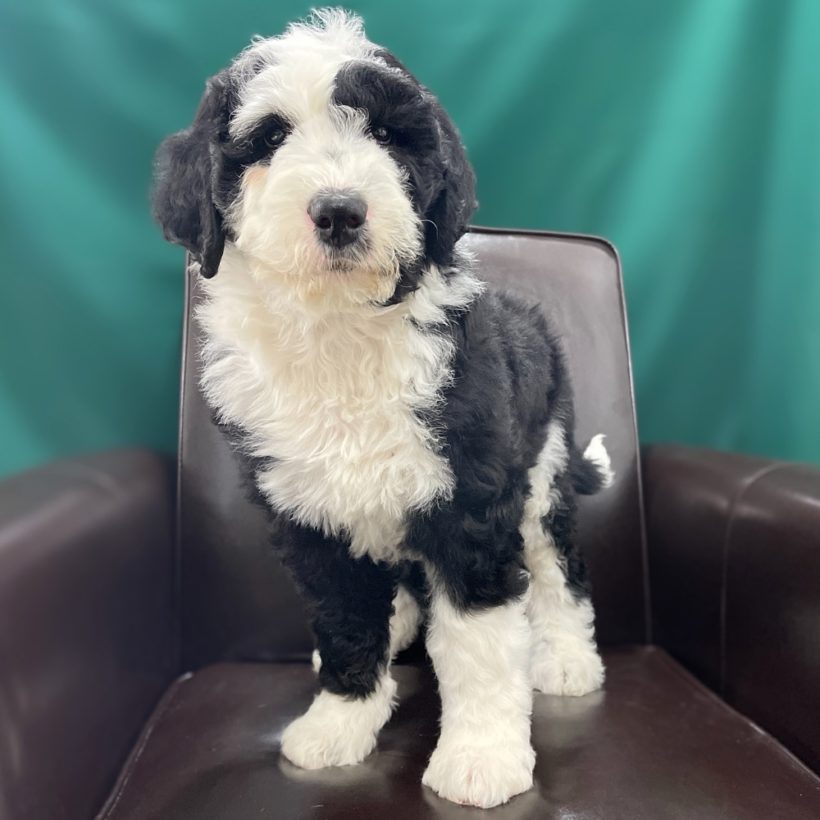 standard sheepadoodle standard sheepadoodle