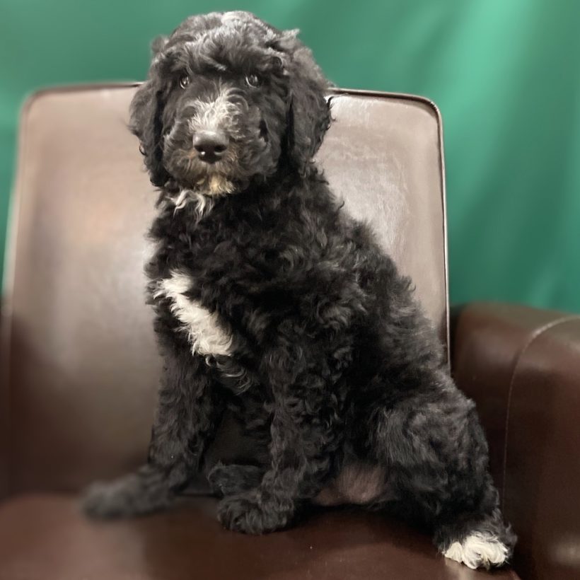 f1b sheepadoodle f1b sheepadoodle