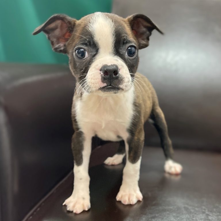 27+ Female Boston Terrier Puppy Picture - Bleumoonproductions