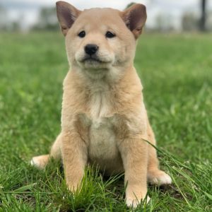 Shiba Inu Puppy for Sale