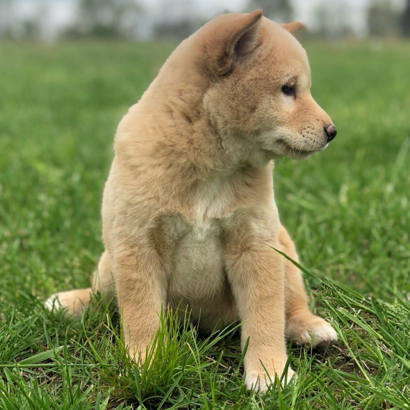 Female Shiba Inu Puppy for Sale | ID 2593-CCS