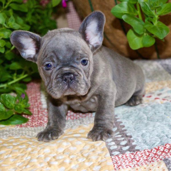 French Bulldog Puppy for Sale