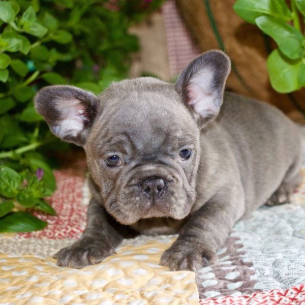French Bulldog Puppy for Sale