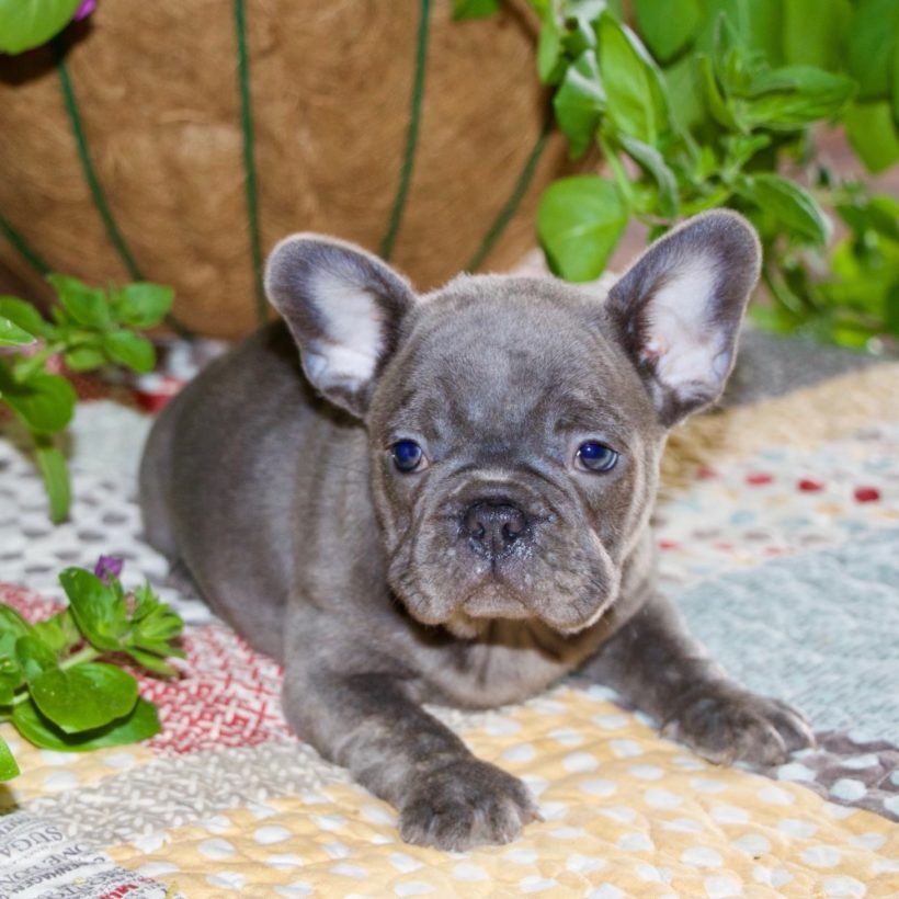 FRENCH BULLDOG MALE ID9502LB Central Park Puppies
