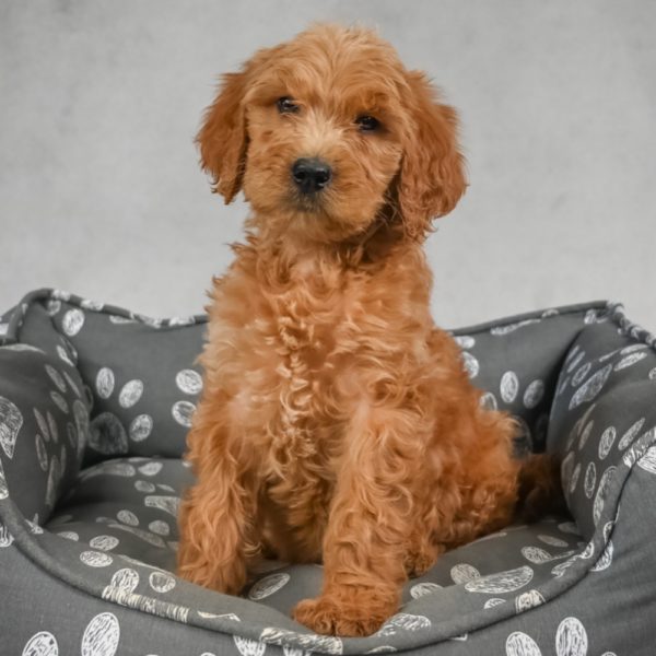 F1b Standard Goldendoodle Puppy for Sale