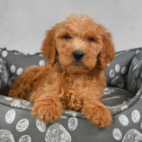 F1b Standard Goldendoodle Puppy for Sale