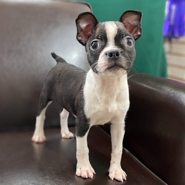27 Female Boston Terrier Puppy Picture Bleumoonproductions