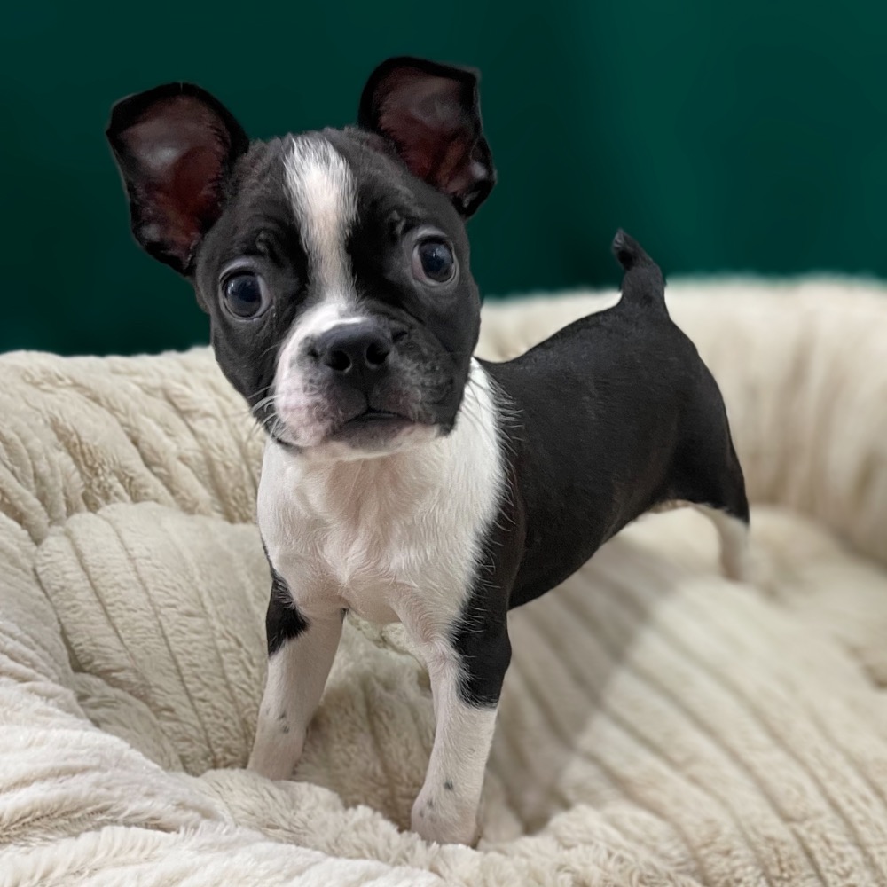 BOSTON TERRIER FEMALE ID9192WL Central Park Puppies