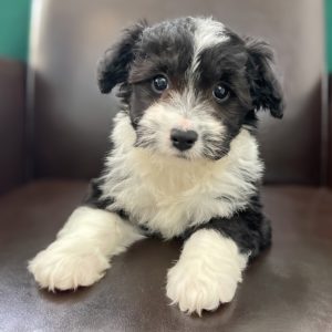 F1 Mini Aussiedoodle Puppy for Sale