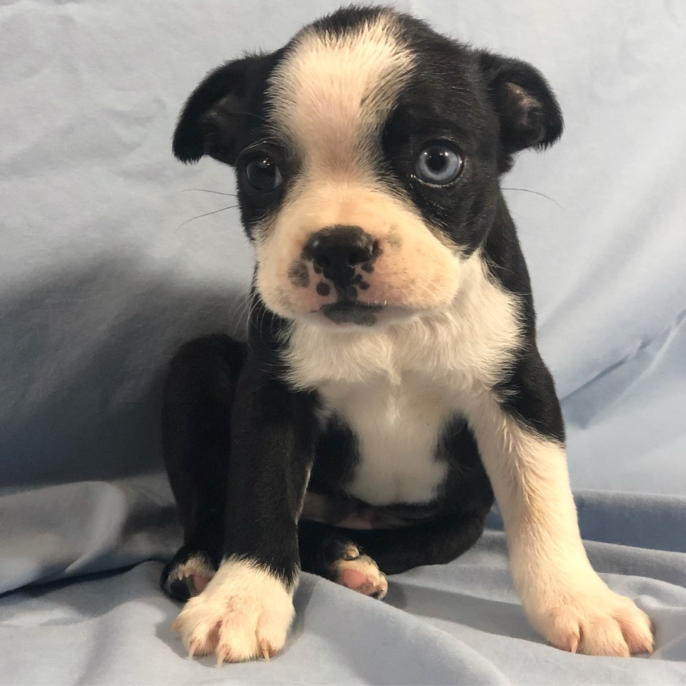 BOSTON TERRIER | MALE | ID:0318-CCS – Central Park Puppies