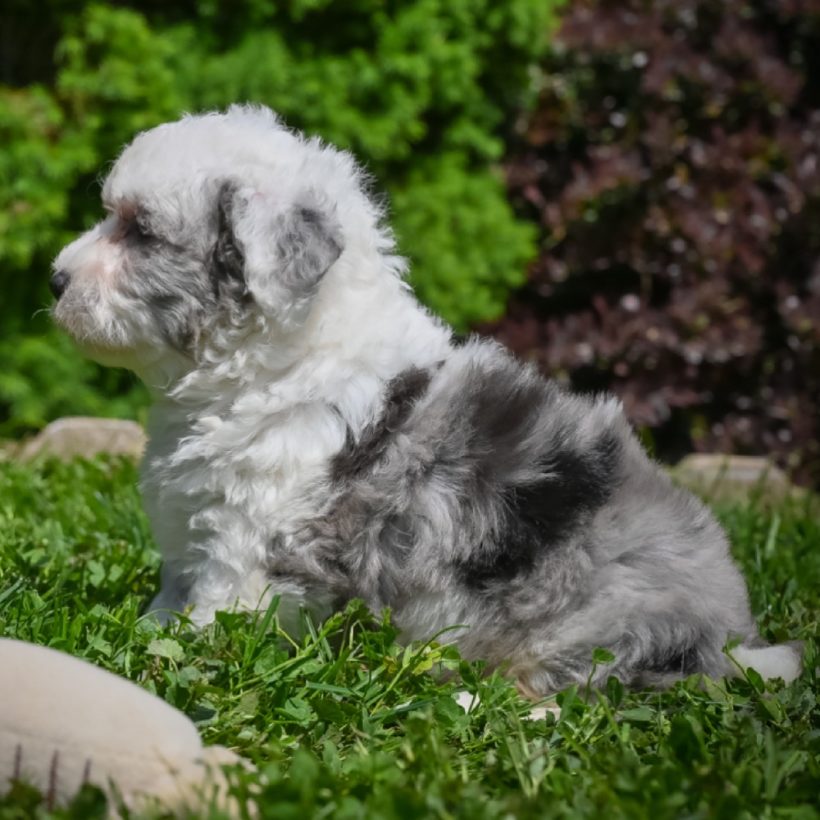 mini sheepadoodle mini sheepadoodle
