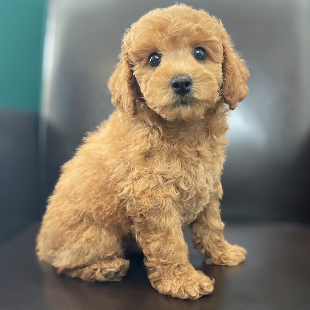 mini poodle male