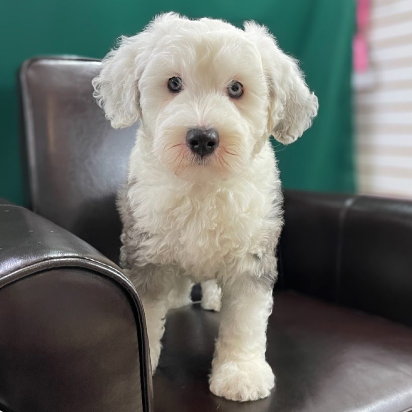 f1 sheepadoodle