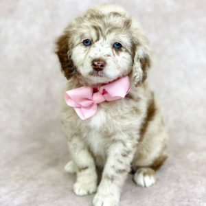 F1 Mini Aussiedoodle Puppy for Sale