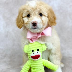 F1 Mini Aussiedoodle Puppy for Sale