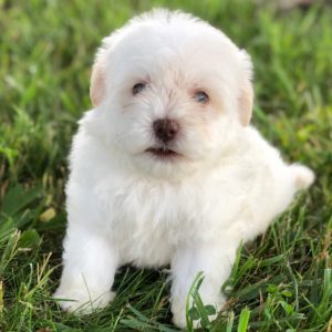 Havapoo Puppy for Sale