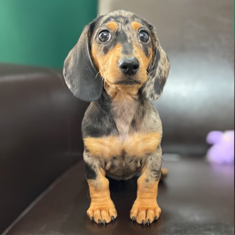 MINI DACHSHUND FEMALE ID8328CCS Central Park Puppies