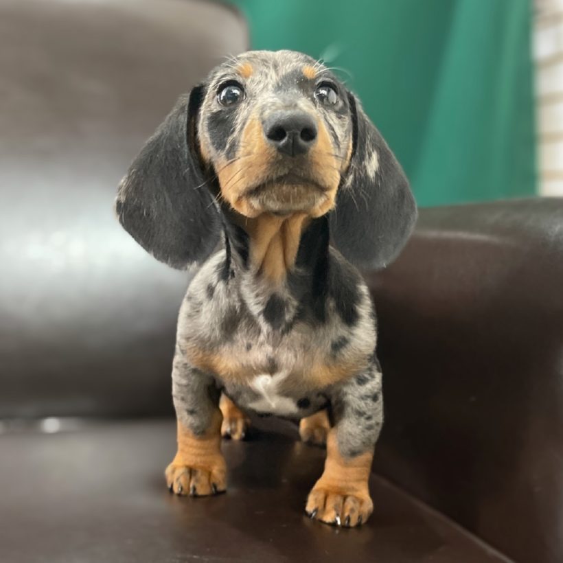 MINI DACHSHUND MALE ID8327CCS Central Park Puppies