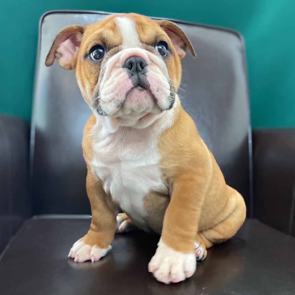 ENGLISH BULLDOG FEMALE ID7507AM Central Park Puppies