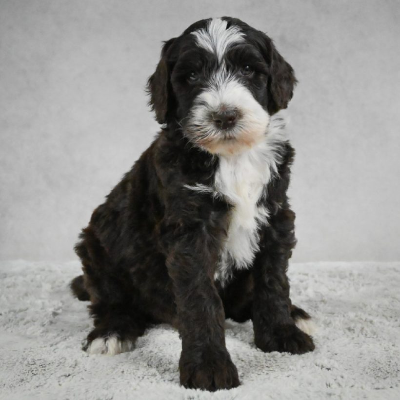 standard sheepadoodle standard sheepadoodle