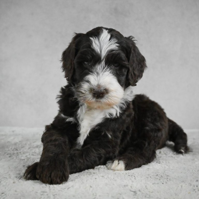 standard sheepadoodle standard sheepadoodle