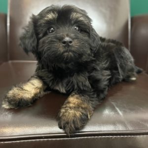 Havapoo Puppy for Sale