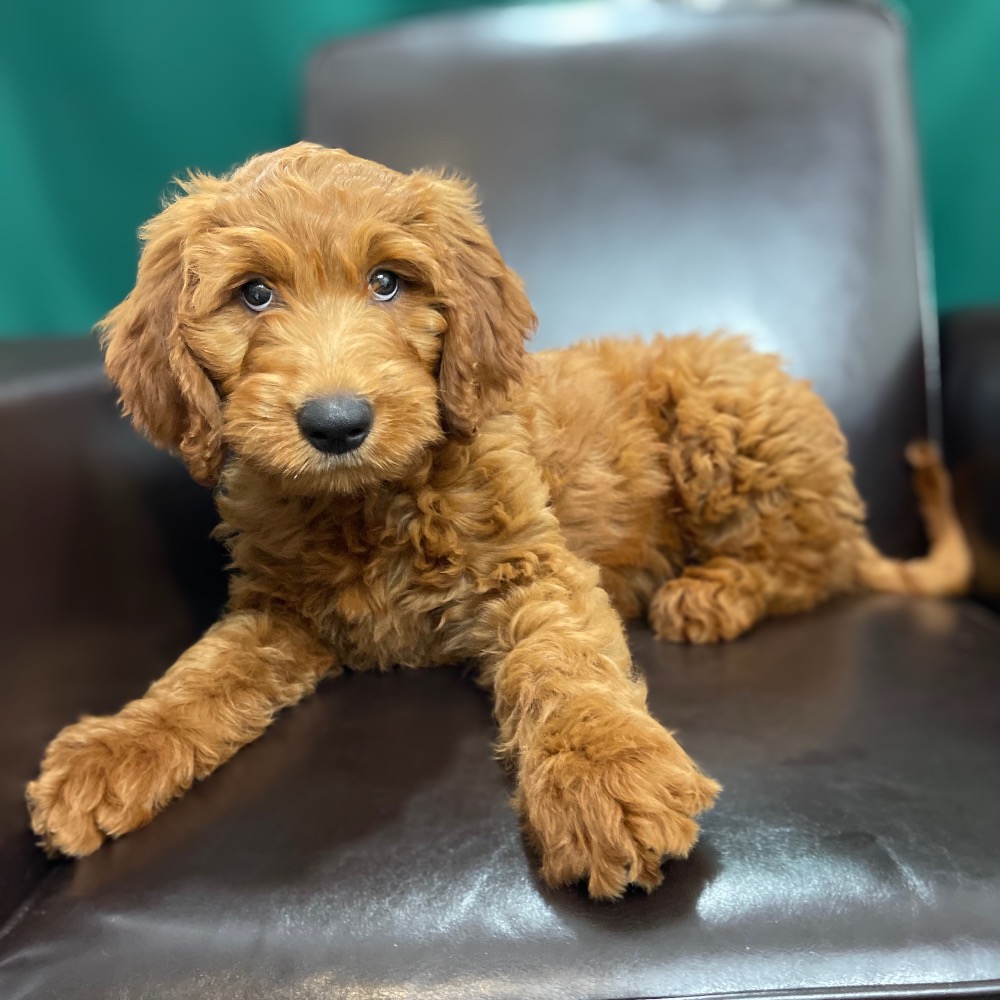 F1 STANDARD GOLDENDOODLE FEMALE ID7165CCS Central Park Puppies