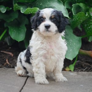 F1b Mini Bernedoodle Puppy for Sale