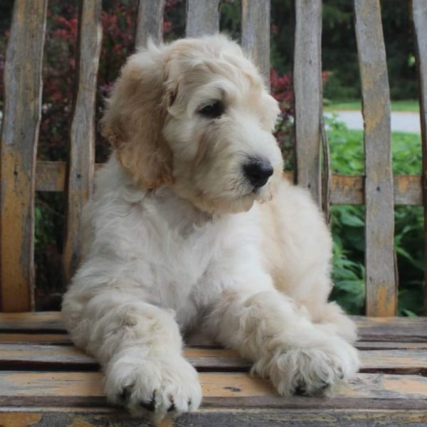 f1b sheepadoodle
