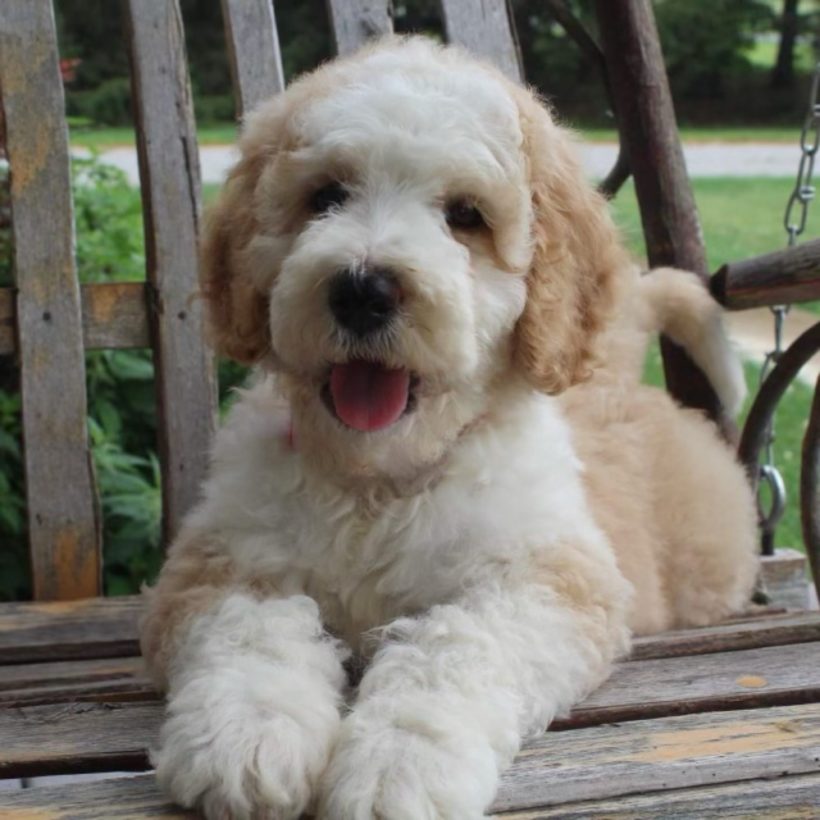 f1b sheepadoodle