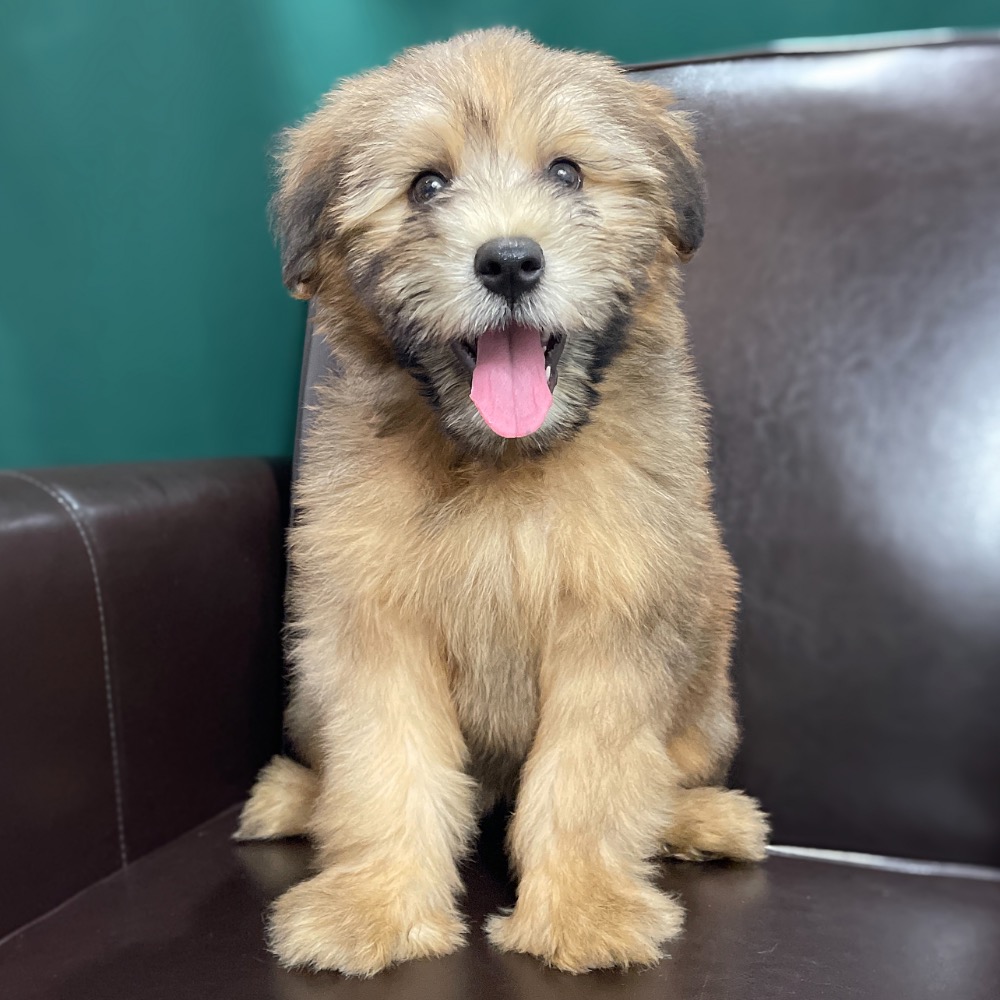 plush wheaten terrier