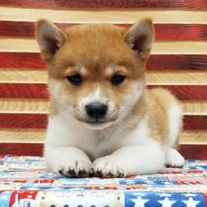 Shiba Inu Puppy for Sale
