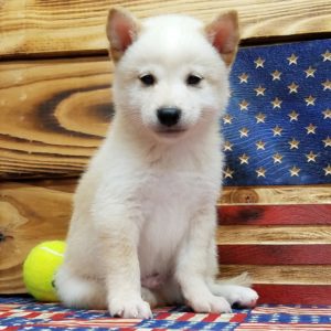 Shiba Inu Puppy for Sale