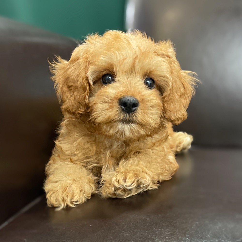  F1 CAVAPOO MALE ID 8802-DB Central Park Puppies 