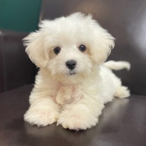 Maltese Puppy for Sale
