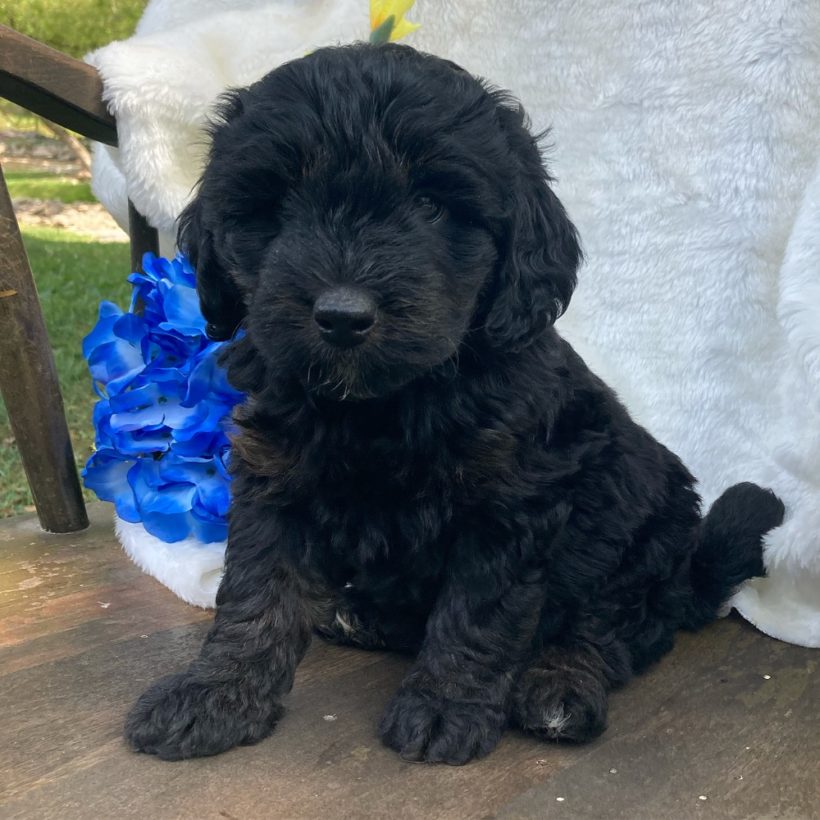 Central Park Puppies – Puppies for Sale