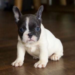 Central Park Puppies – Puppies for Sale