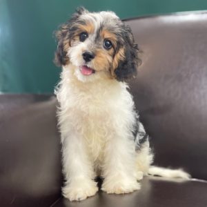 F1b Mini Bernedoodle Puppy for Sale