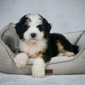 F1 Medium Bernedoodle Puppy for Sale