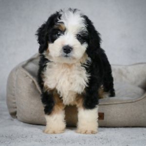 F1 Medium Bernedoodle Puppy for Sale