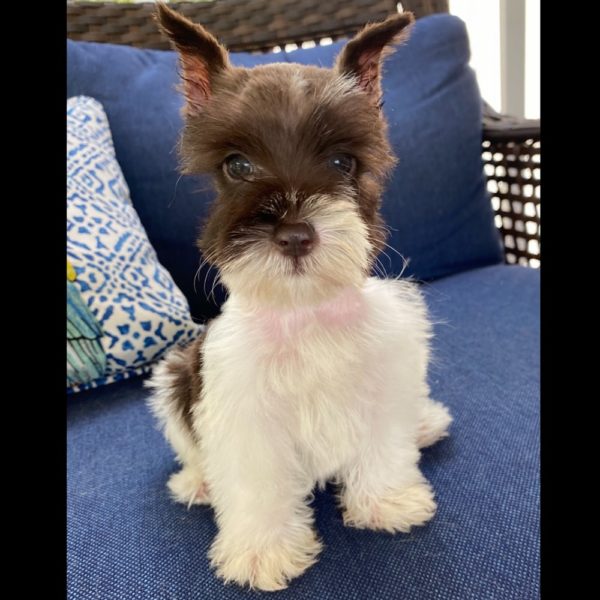 Miniature Schnauzer Puppy for Sale