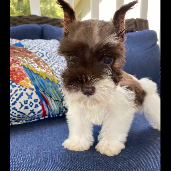Miniature Schnauzer Puppy for Sale