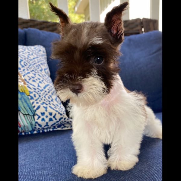 Miniature Schnauzer Puppy for Sale