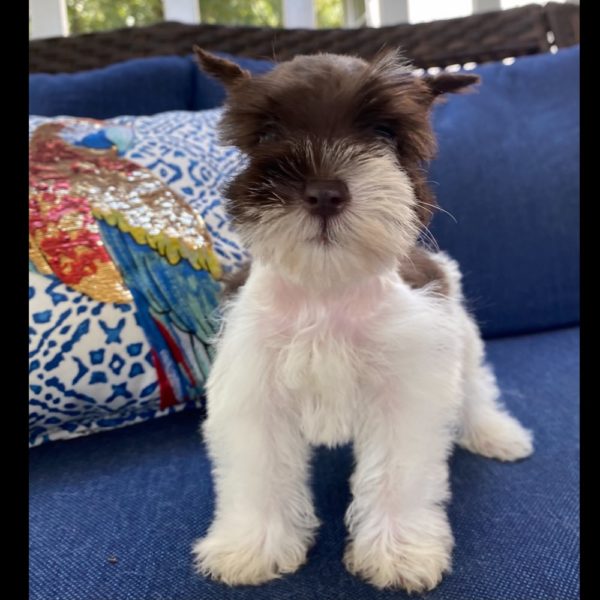 Miniature Schnauzer Puppy for Sale